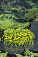 Waterplant Lysimachia nummularia - thumbnail