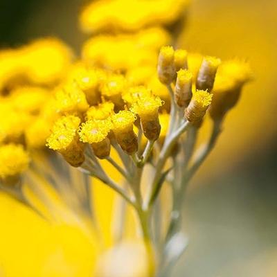 Primavera Immortelle water bio 100 Milliliter