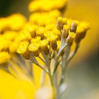 Primavera Immortelle water bio 100 Milliliter - thumbnail