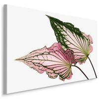 Schilderij - Caladium Bladeren, Groen/roze, premium Print - thumbnail