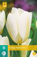 Tulipa Purissima bloembollen 10 bollen Tulp JUB - Jub - thumbnail