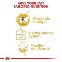 Royal Canin Adult British Shorthair kattenvoer Natvoer (12x85g) - thumbnail