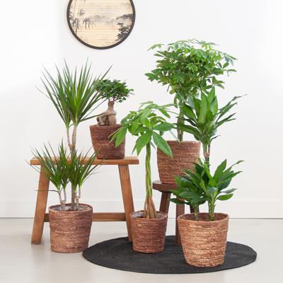 Stam Plantenbox Stam Plantenbox