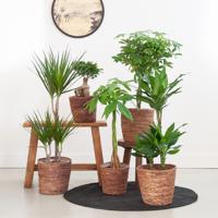 Stam Plantenbox - thumbnail