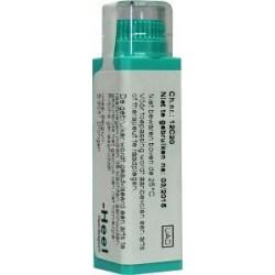 Aesculus hippocastanum D30 Aesculus hippocastanum D30