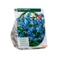 Sterhyacint - thumbnail