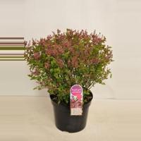Dwergsering (syringa Bloomerang®"Pink Perfume") - 40-60 cm 3-jarig - 1 stuks - thumbnail