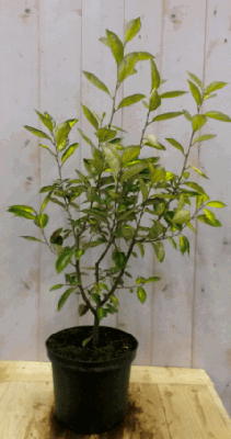 Elaeagnus Olijfwilg geelbont blad 80 cm Warentuin Natuurlijk - Warentuin natuurlijk Elaeagnus Olijfwilg geelbont blad 80 cm Warentuin Natuurlijk - Warentuin natuurlijk