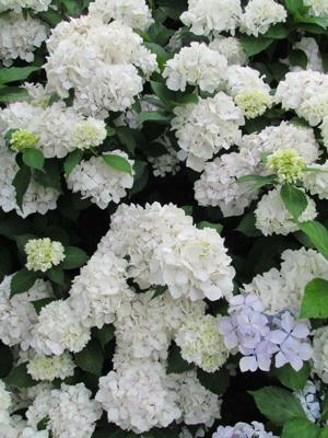 Boerenhortensia
