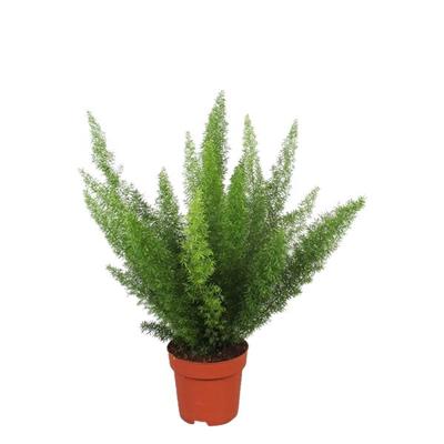 Asparagus Meyeri (Vossenstaart varen) - P 17 cm