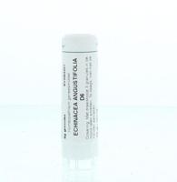 Echinacea angustifolia D6 - thumbnail