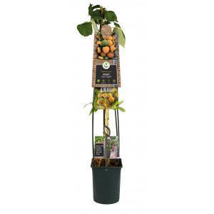 Gele Framboos Rubus Idaeus Fallgold L 120 cm klimplant Gele Framboos Rubus Idaeus Fallgold L 120 cm klimplant