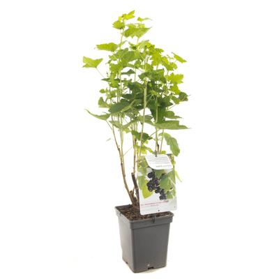 Zwarte bes (ribes nigrum) fruitplanten - In 5 liter pot - 1 stuks Zwarte bes (ribes nigrum) fruitplanten - In 5 liter pot - 1 stuks