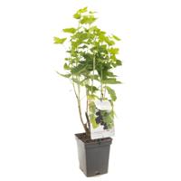 Zwarte bes (ribes nigrum) fruitplanten - In 5 liter pot - 1 stuks - thumbnail