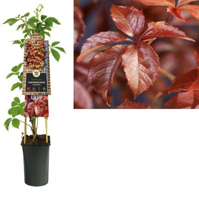 Vijfbladige Wilde Wingerd (Parthenocissus "Quinquefolia") klimplant