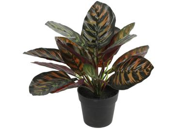 Decostar Calathea kunstplant 28 cm groen Decostar Calathea kunstplant 28 cm groen