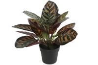 Decostar Calathea kunstplant 28 cm groen - thumbnail