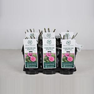 Engelse roos (rosa "Gertrude Jekyll"®) - C3 - 1 stuks