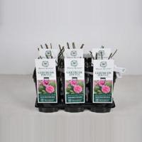 Engelse roos (rosa "Gertrude Jekyll"®) - C3 - 1 stuks - thumbnail