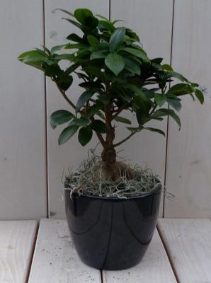 Bonsai Ficus microcarpa zwarte/antraciete pot 30 cm Warentuin Natuurlijk - Warentuin natuurlijk