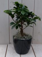 Bonsai Ficus microcarpa zwarte/antraciete pot 30 cm Warentuin Natuurlijk - Warentuin natuurlijk - thumbnail