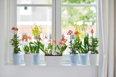 Elho brussels orchideeën pot duo 25 cm wit