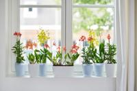 Elho brussels orchideeën pot hoog 12,5 cm transparant - thumbnail