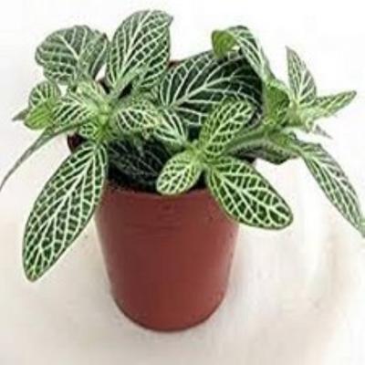 Fittoria Wit Viridi kamerplant Warentuin Natuurlijk - Warentuin natuurlijk