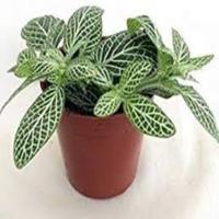 Fittoria Wit Viridi kamerplant Warentuin Natuurlijk - Warentuin natuurlijk - thumbnail