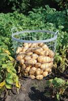 Esschert Design W2022 plantaccessoire - thumbnail