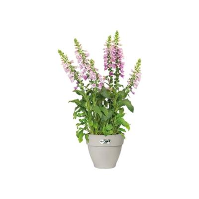 Elho Vibia Campana Rond Zijdewit Ø30cm