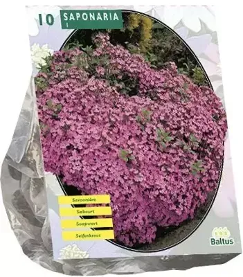 Zomer Bloembollen Saponaria Officinalis per 10 Baltus - Baltus Zomer Bloembollen Saponaria Officinalis per 10 Baltus - Baltus