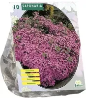 Zomer Bloembollen Saponaria Officinalis per 10 Baltus - Baltus - thumbnail
