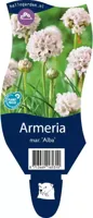 Armeria mar. Alba vaste plant Griffioen - Griffioen - thumbnail