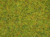 NOCH 8310 Strooigras Zomer weide Groen (gemiddeld) - thumbnail