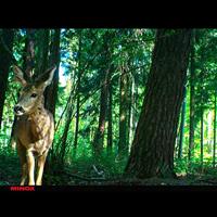 Minox DTC 395 Wildcamera 12 Mpix Bruin, Camouflage - thumbnail