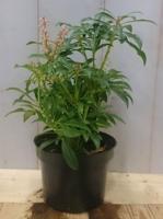 2 stuks! Pieris 30 cm Warentuin Natuurlijk Rotsheide - Warentuin natuurlijk - thumbnail