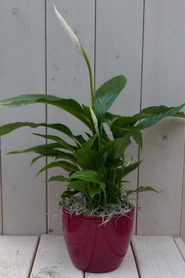 Lepelplant Spathiphyllum rode pot 40 cm Warentuin Natuurlijk - Warentuin natuurlijk Lepelplant Spathiphyllum rode pot 40 cm Warentuin Natuurlijk - Warentuin natuurlijk