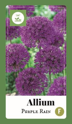 Bloembollen Allium Purple Rain 40st