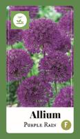 Bloembollen Allium Purple Rain 40st - thumbnail
