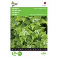 Spinazie Nieuw-Zeelandse - thumbnail