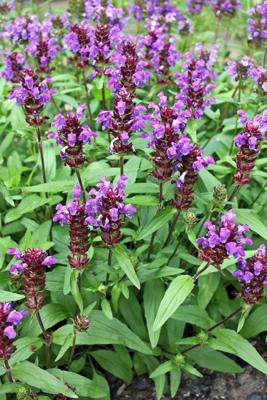 Bijenkorfje Bijenkorfje