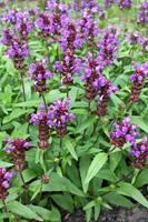 Bijenkorfje - thumbnail