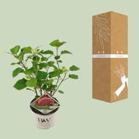 Hydrangea Arborescens "Pink Annabelle"® sneeuwbalhortensia - thumbnail