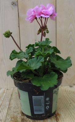 3 stuks! Geranium Pelargonium roze staand Warentuin Natuurlijk - Warentuin natuurlijk