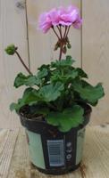3 stuks! Geranium Pelargonium roze staand Warentuin Natuurlijk - Warentuin natuurlijk - thumbnail
