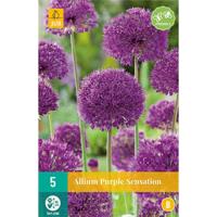 Bloembollen Allium Purple Sensation 5st - thumbnail