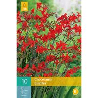 Crocosmia lucifer 10st bloembol zomer JUB - Jub - thumbnail