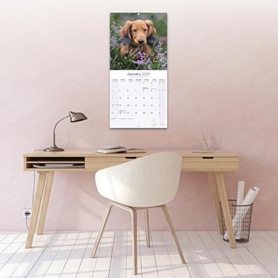 Teckel Langhaar Kalender 2026