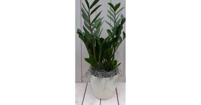 Zamioculcas in creme pot 55 cm Warentuin Natuurlijk - Warentuin natuurlijk
